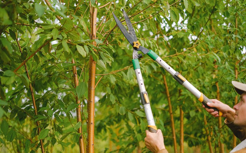 Tree trimming in Lowell, OH